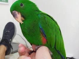 Identification of sub-species of eclectus