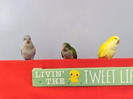 Taking requests!