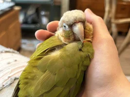 Wet bird or sleepy bird?