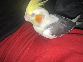 Need help urgent!