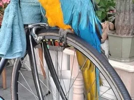 Macaws feathers curled overnight & acting strange - help needed