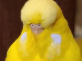 Musings of a feathered soul