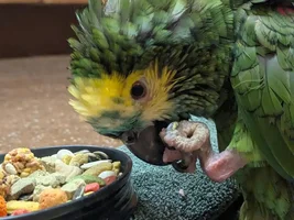 Amazon - possible fractured femur