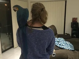 New B&G Macaw
