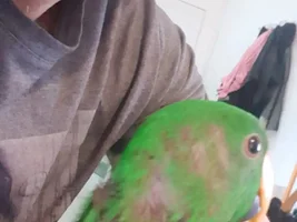 Eclectus Feathers problem