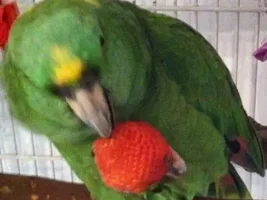 Need help with what to feed