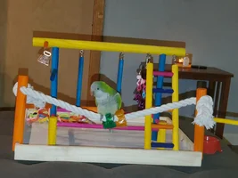 New Baby Quaker (Mango)