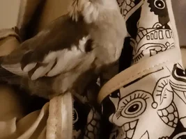 Cockatiel mutation?