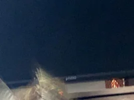 Pictures of your bird in flight!