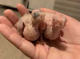 Ash and Ember are trying for their first clutch!