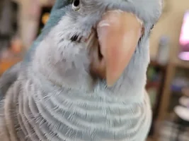 Cage injury?