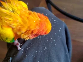 Post pics of your moulting birds here!