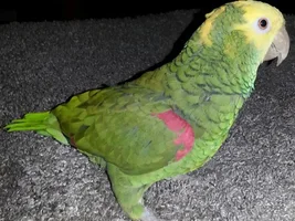 Newbie alert! :)