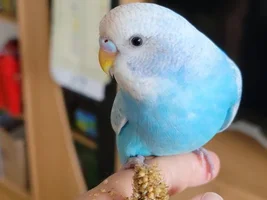 Sushi the budgie