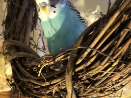 The Ins, Outs, and Upside Downs of Budgie Parenting