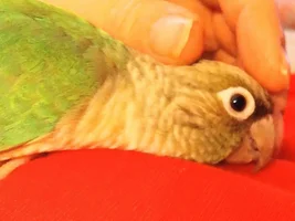 Laura's Flock Thread