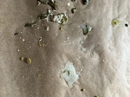 Strange poop in an 8-month-old Amazon