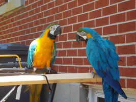 Hello everyone :) Owner of blue and gold macaws