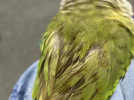 Is this molting, plucking, or normal?