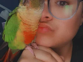 Owning two new Conures at the same time and bonding
