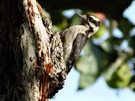 Northern Flicker