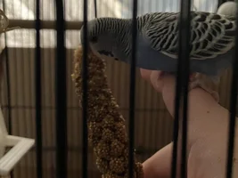 Spray millet is a huge help!
