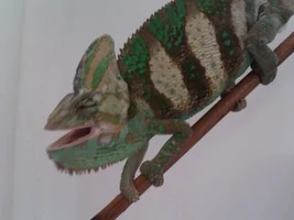 Any body have reptiles?