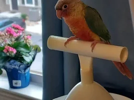 Confused and a bit worried about mixed behavior