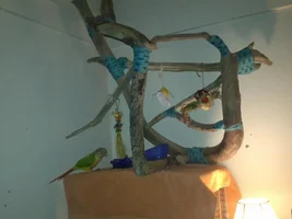 Driftwood perch