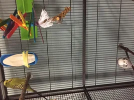 my Budgies
