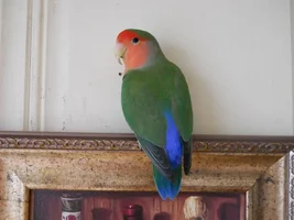 newly adopted peach face with questions.