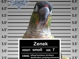 The best Bird meme!!