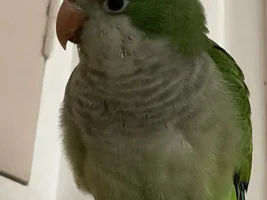 My Little Green Potato