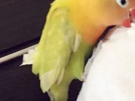 My bird didn't have his first flight yet.. no wings