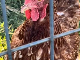 Chickens! Can you guys tell me what kinds they are?