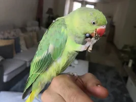 HELP! feather problems, indian ringneck. 4mO