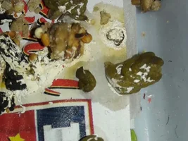 poop problem?? maybe food?? help training