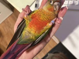 Is Maddox a Green Cheek?