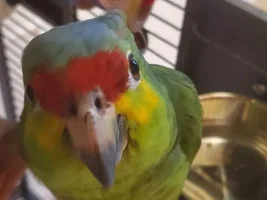 Pellets for Amazon