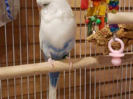 Rest in Peace, Hedwig