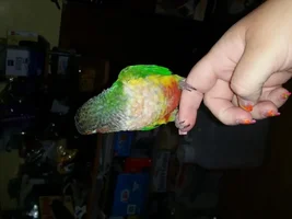 My Loco Bird (update)*Pictures*