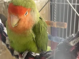 Kiwi’s beak