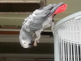 New to forum. Just rescued a grey.