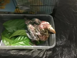 Baby macaw 7 weeks not sprouting feathers