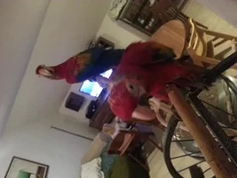 2 scarlet macaw babies plucking each others head feathers, please help