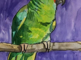 Looking for Parrots to Paint :D