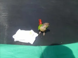 Hello to everyone
