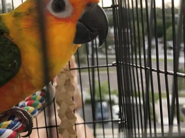 Beak trim or not to trim