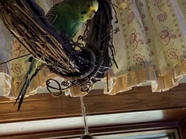 The Ins, Outs, and Upside Downs of Budgie Parenting