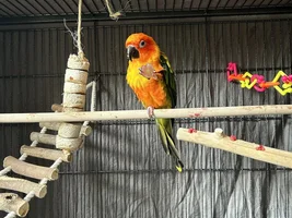 Sun Conure or Jenday?